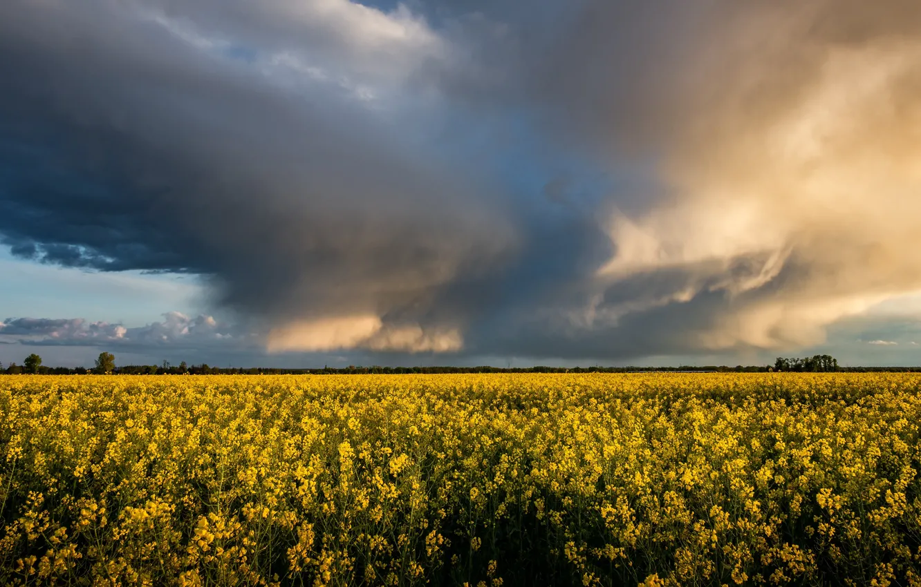 Photo wallpaper the sky, clouds, flowers, yellow, horizon, rape, rapeseed field