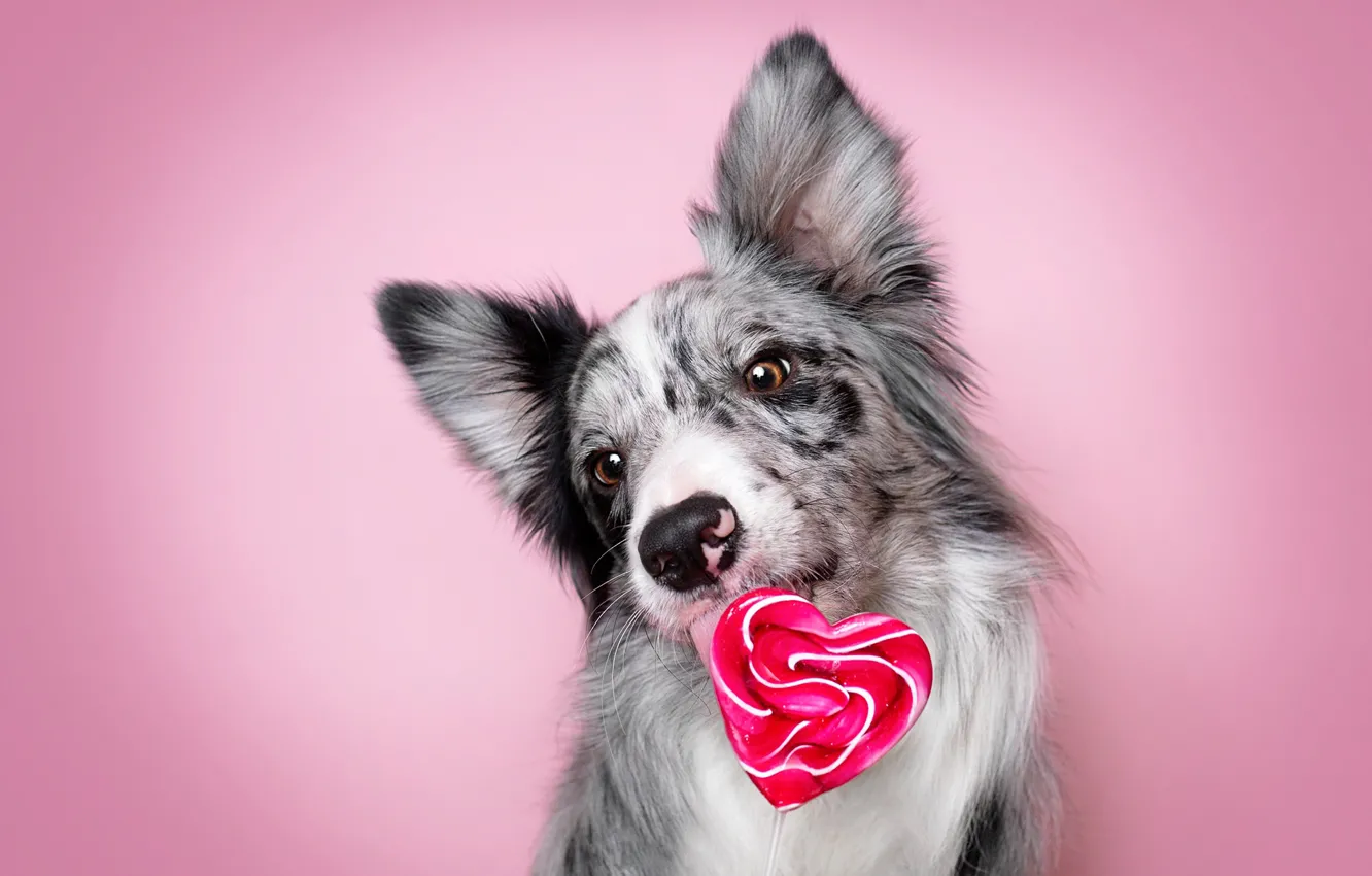 Photo wallpaper language, look, face, heart, the sweetness, portrait, dog, Lollipop