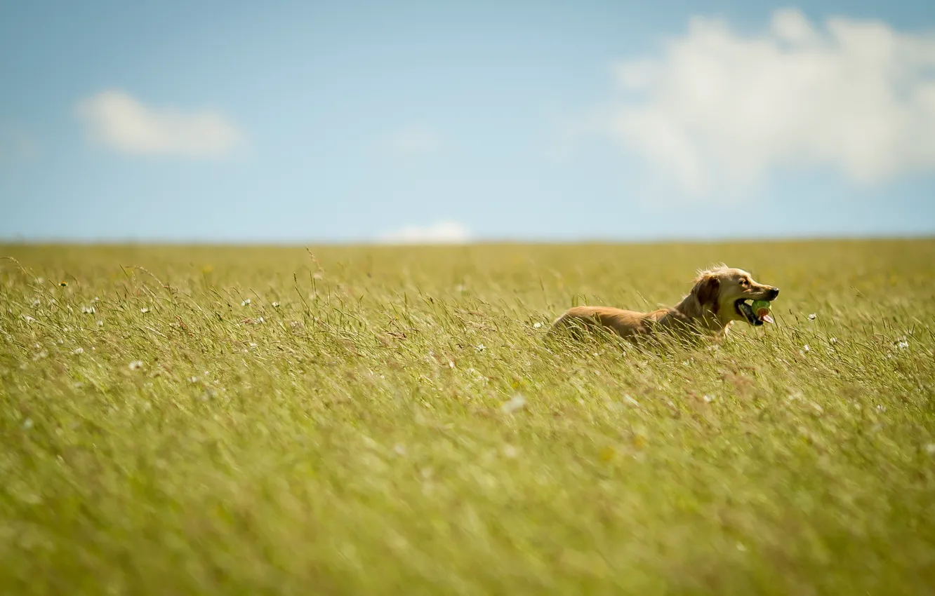 Photo wallpaper field, summer, dog