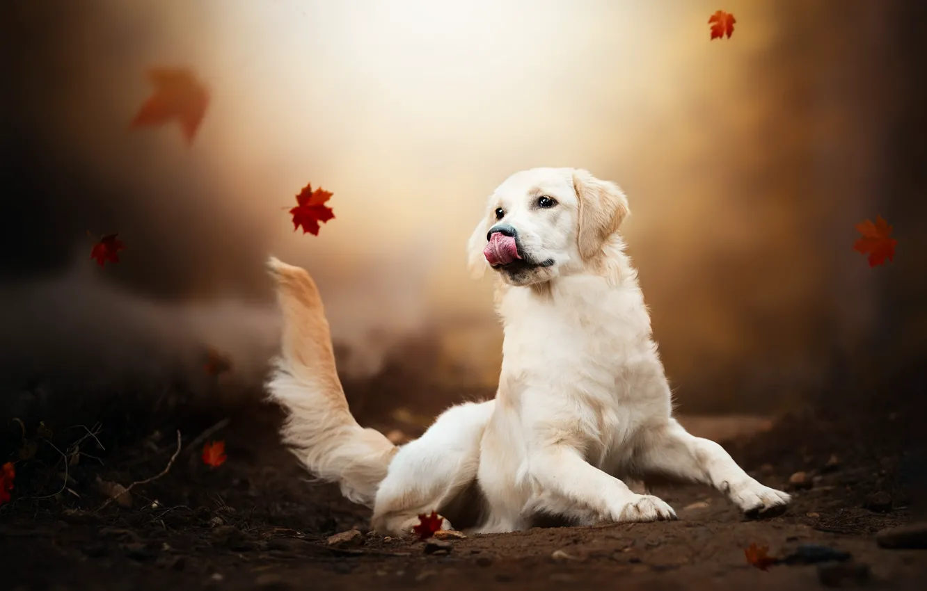 Photo wallpaper look, nature, pose, dog, face