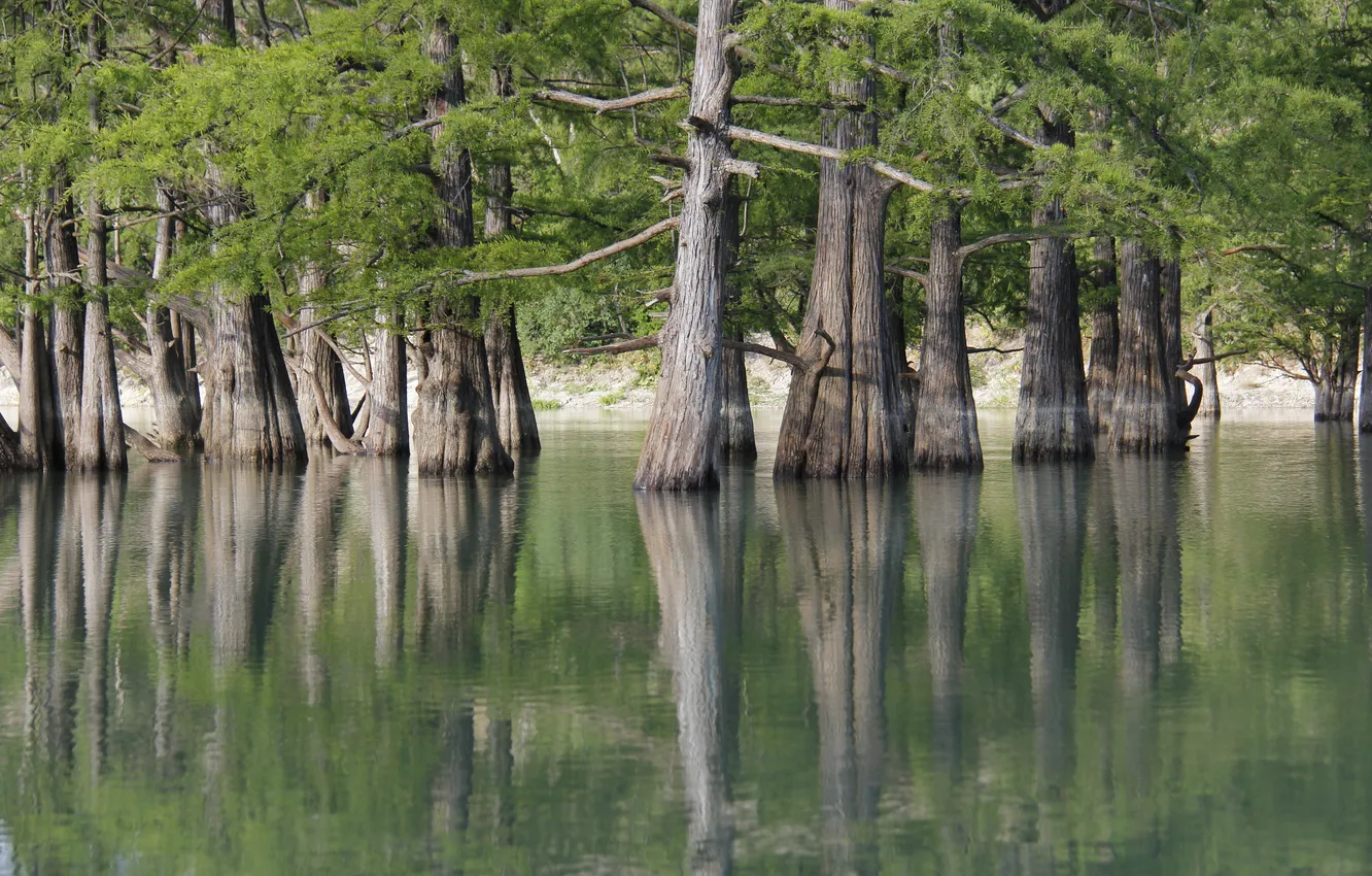 Photo wallpaper forest, trees, Flood