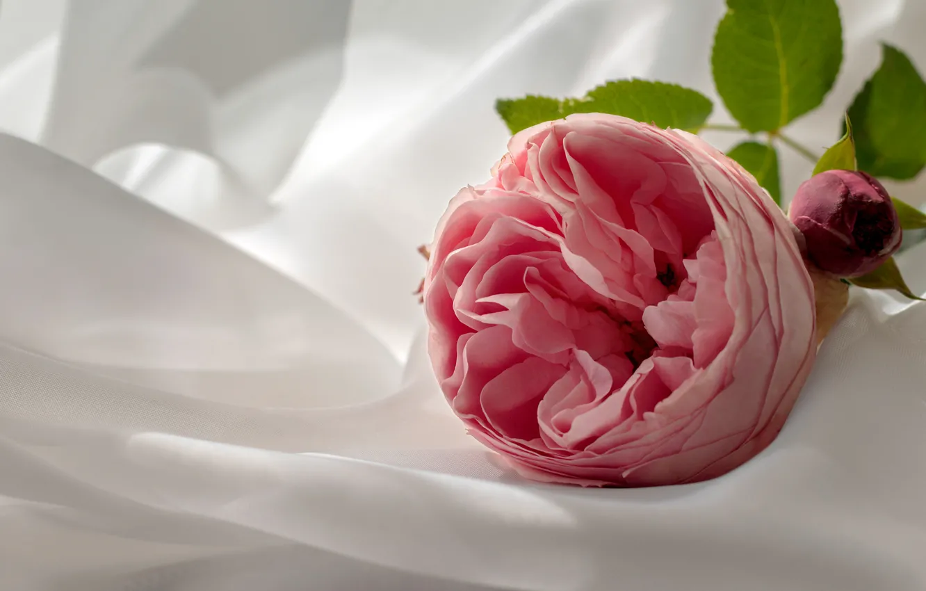 Photo wallpaper flower, pink, rose, fabric, light background