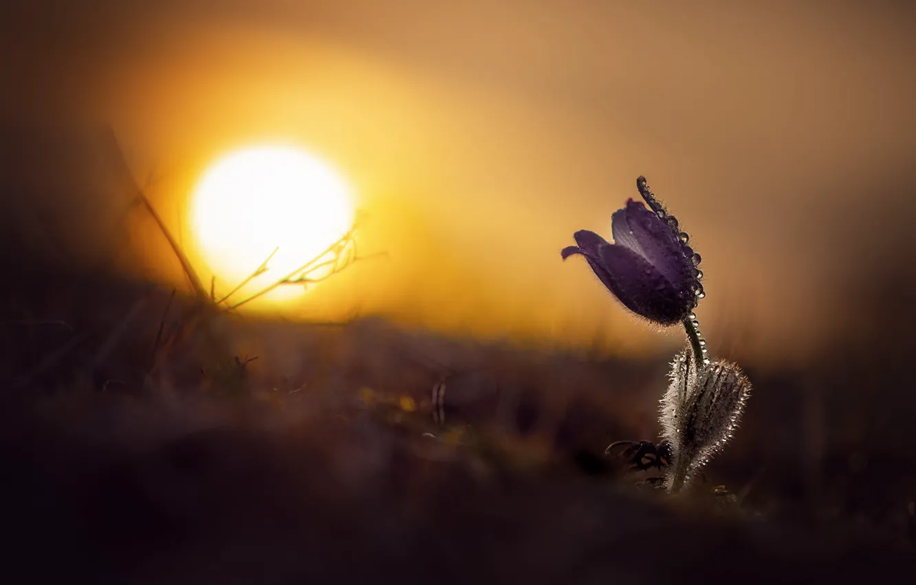 Photo wallpaper flower, the sun, drops, light, sunset, lilac, dawn, spring