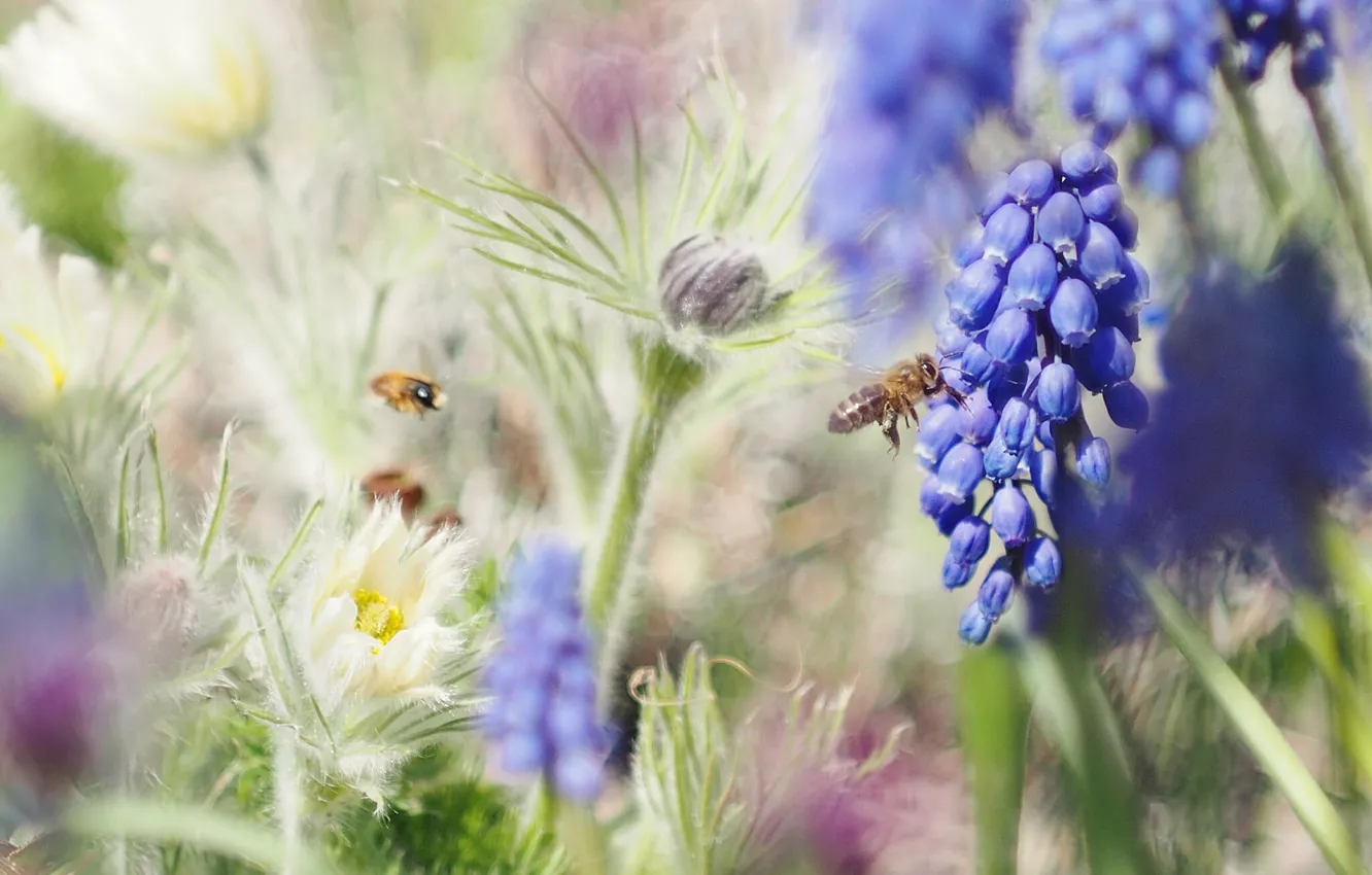 Photo wallpaper light, flowers, bee, mood, glade, spring, insect, blue