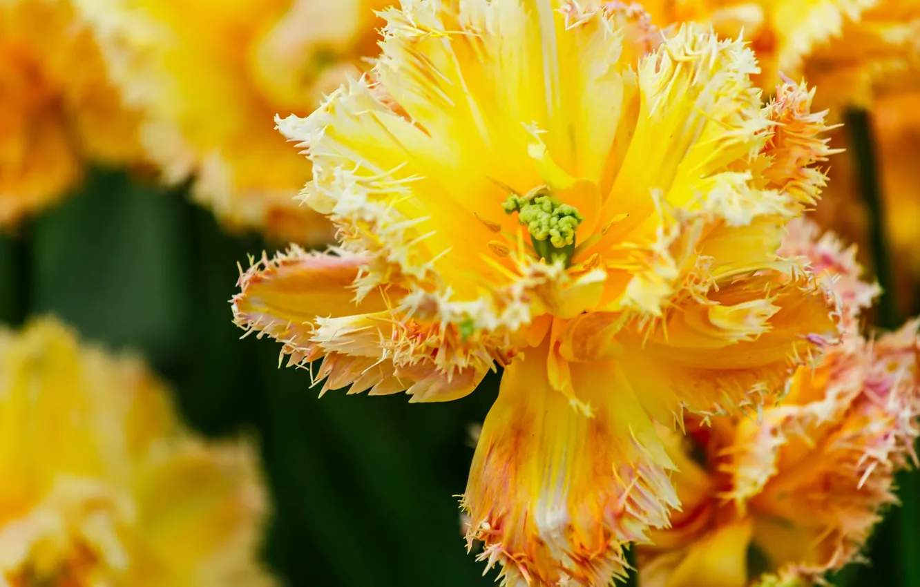 Photo wallpaper macro, flowers, yellow, spring, tulips, bokeh, Terry