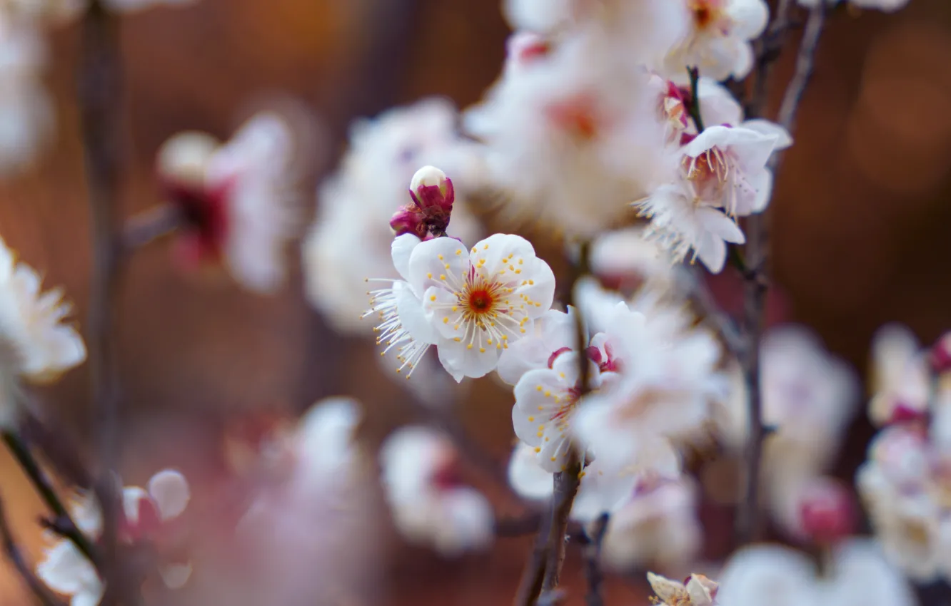 Photo wallpaper flowers, spring, flowering
