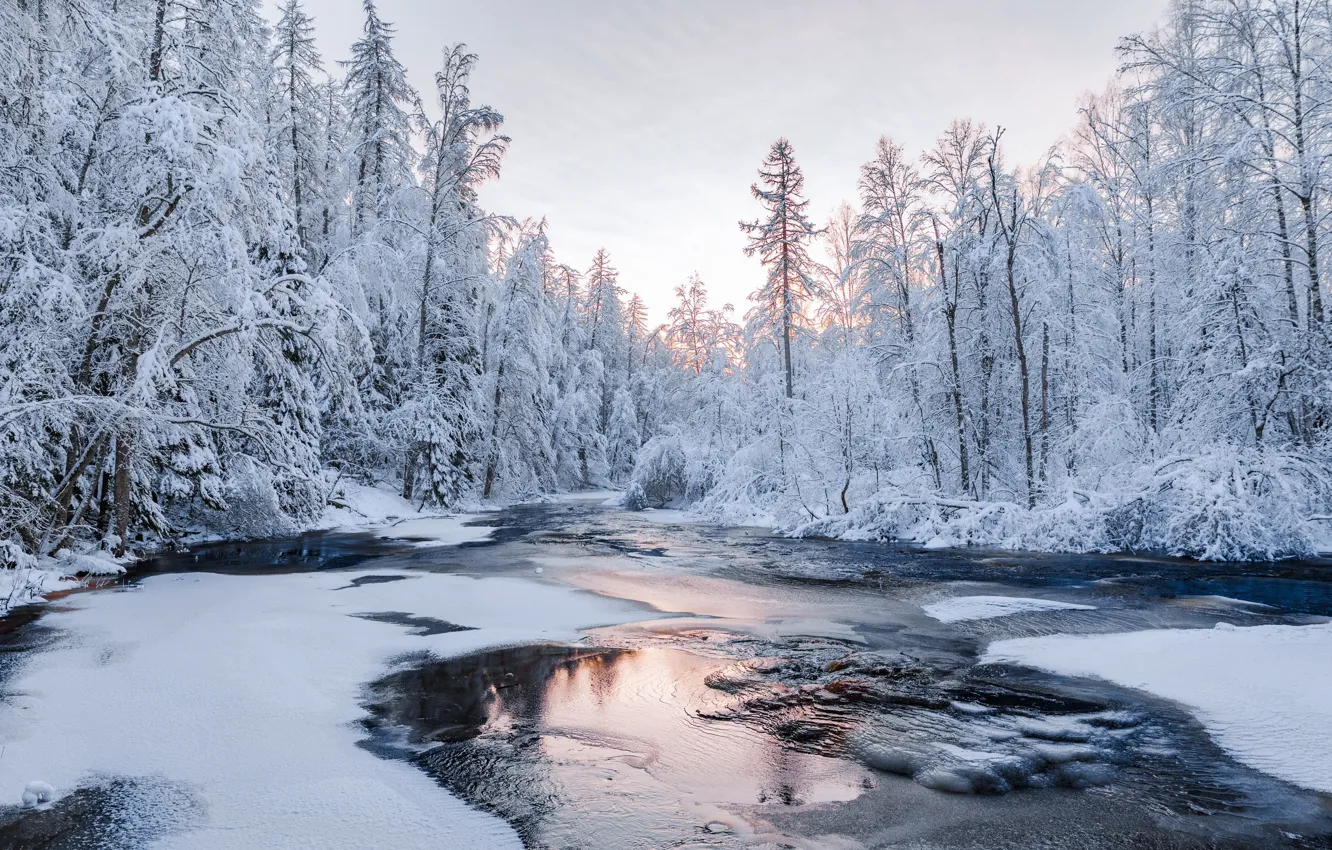 Photo wallpaper winter, forest, water, snow, nature