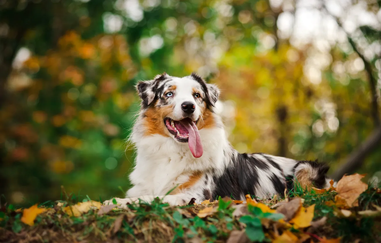 Photo wallpaper autumn, language, eyes, face, leaves, animal, dog, dog