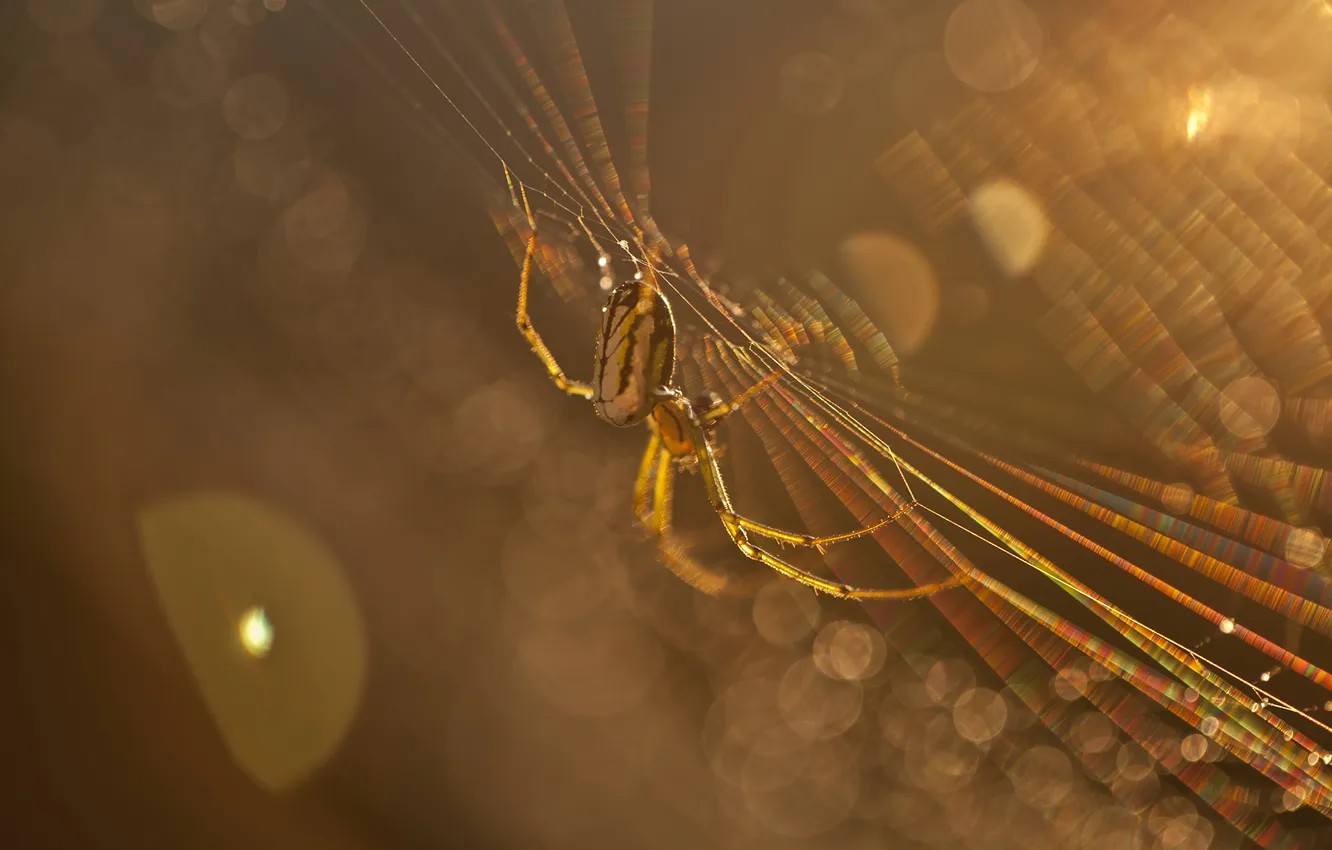 Photo wallpaper macro, rays, light, web, spider, insect