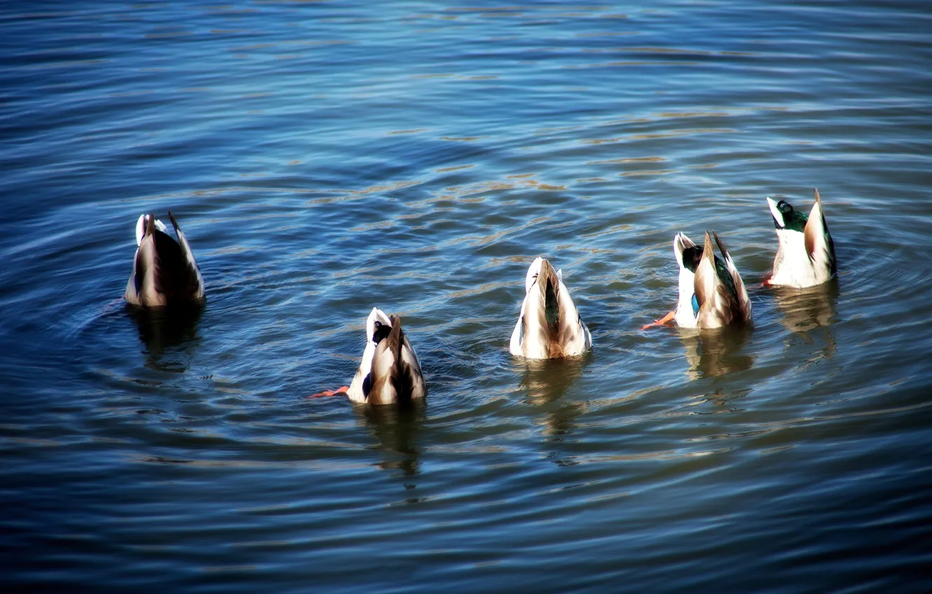 Photo wallpaper water, bird, duck, synchronized swimming