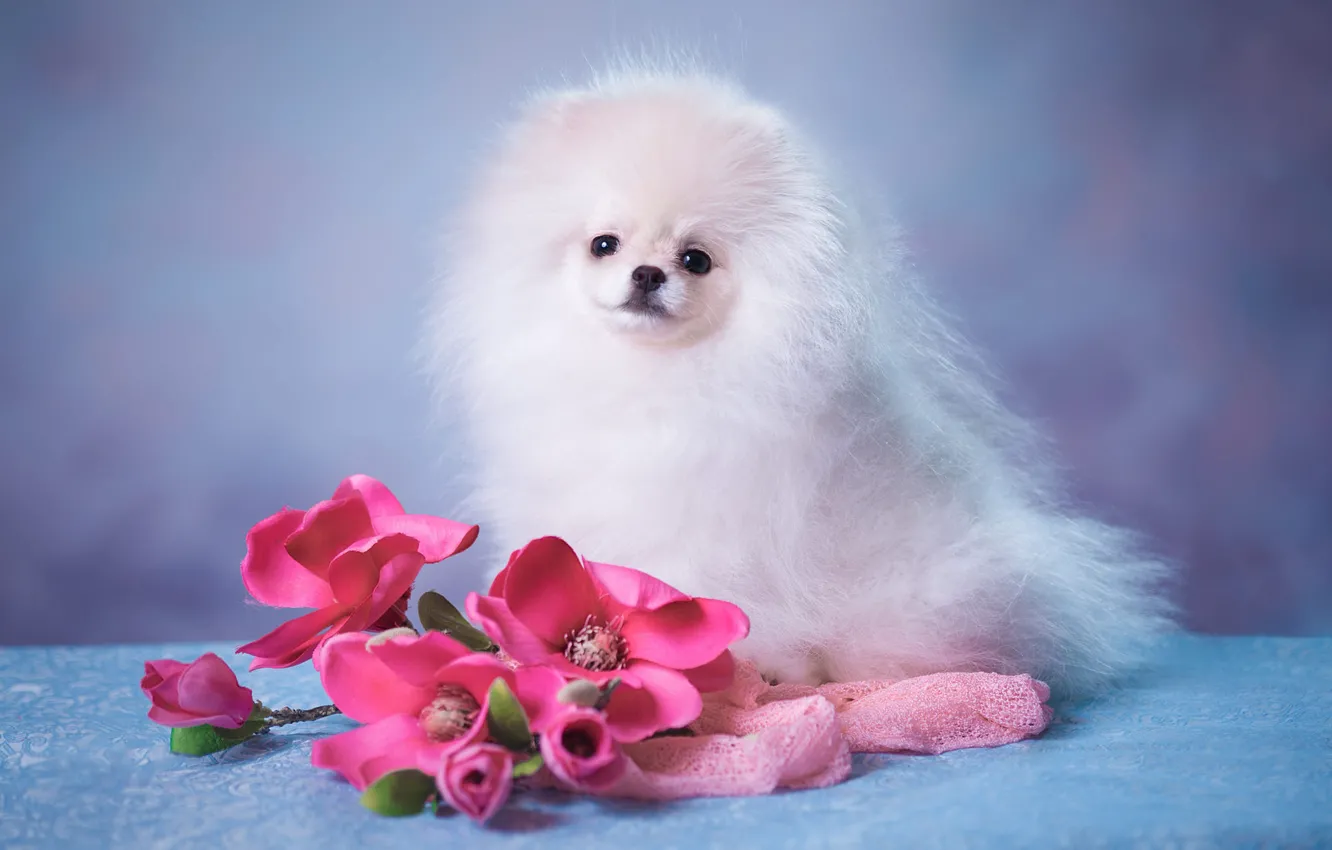 Photo wallpaper white, look, flowers, pose, background, blue, portrait, dog