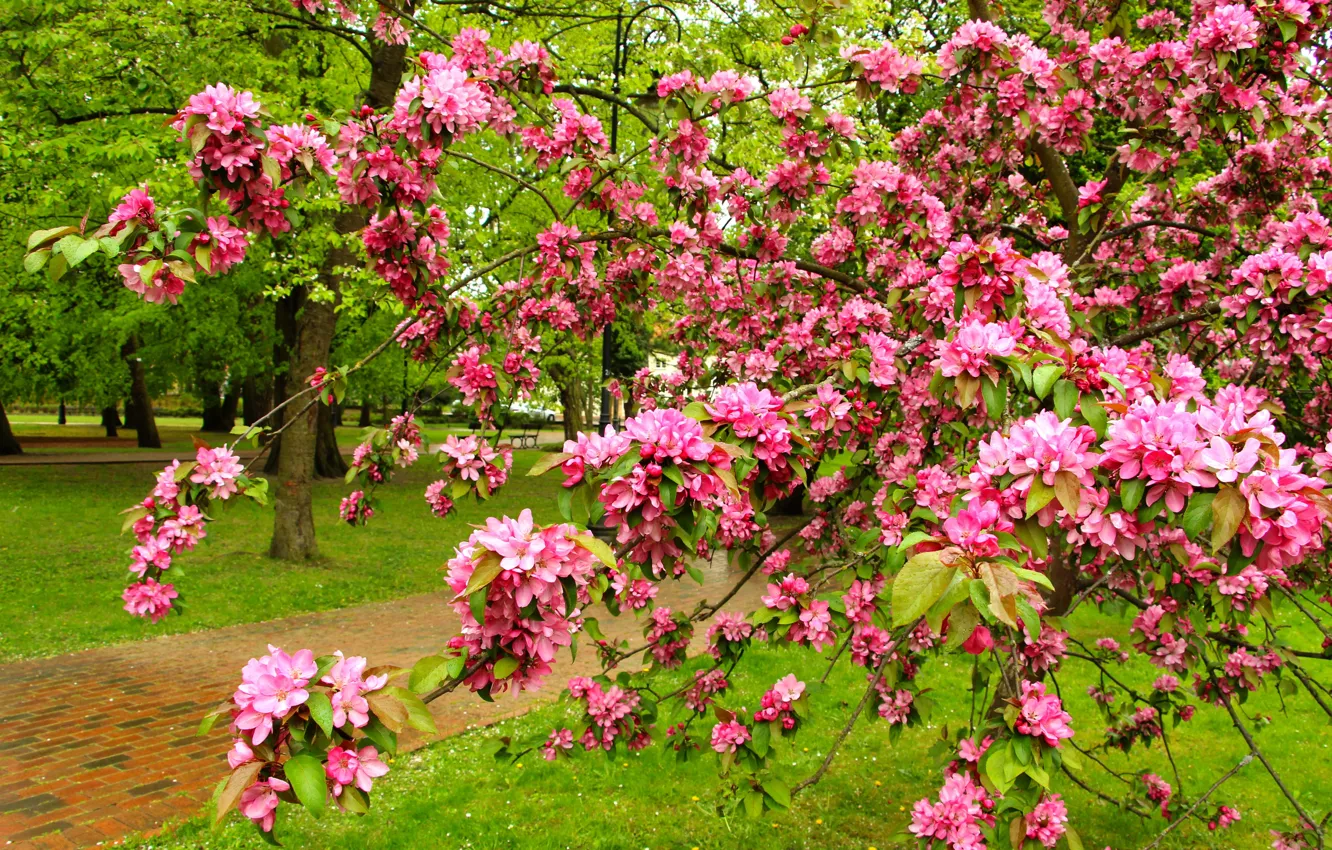 Photo wallpaper flower, spring, blooming