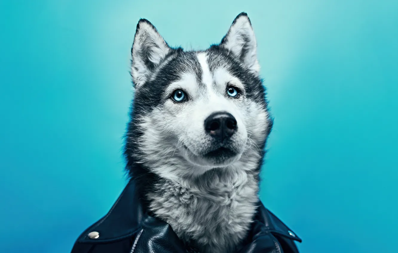 Photo wallpaper dog, leather, husky