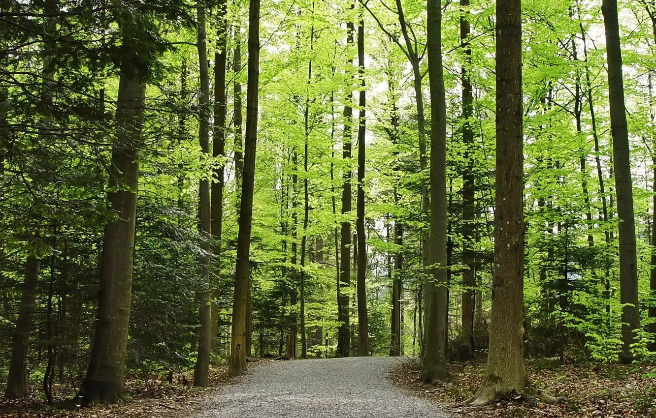 Photo wallpaper road, forest, nature