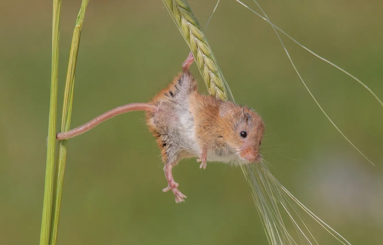 Photo wallpaper macro, background, mouse, spike, rodent, acrobatics, Harvest Mouse, The mouse is tiny