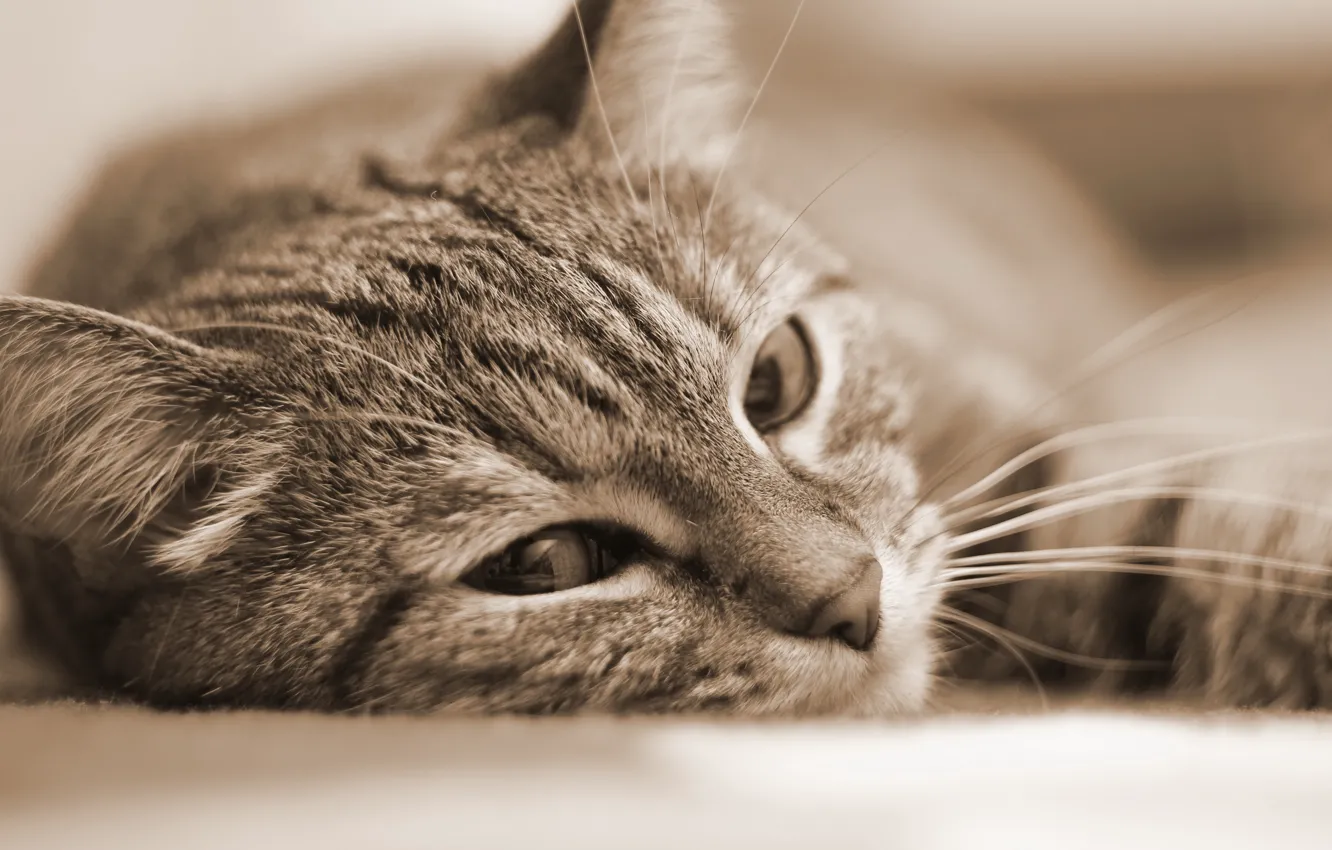 Photo wallpaper cat, portrait, Sepia