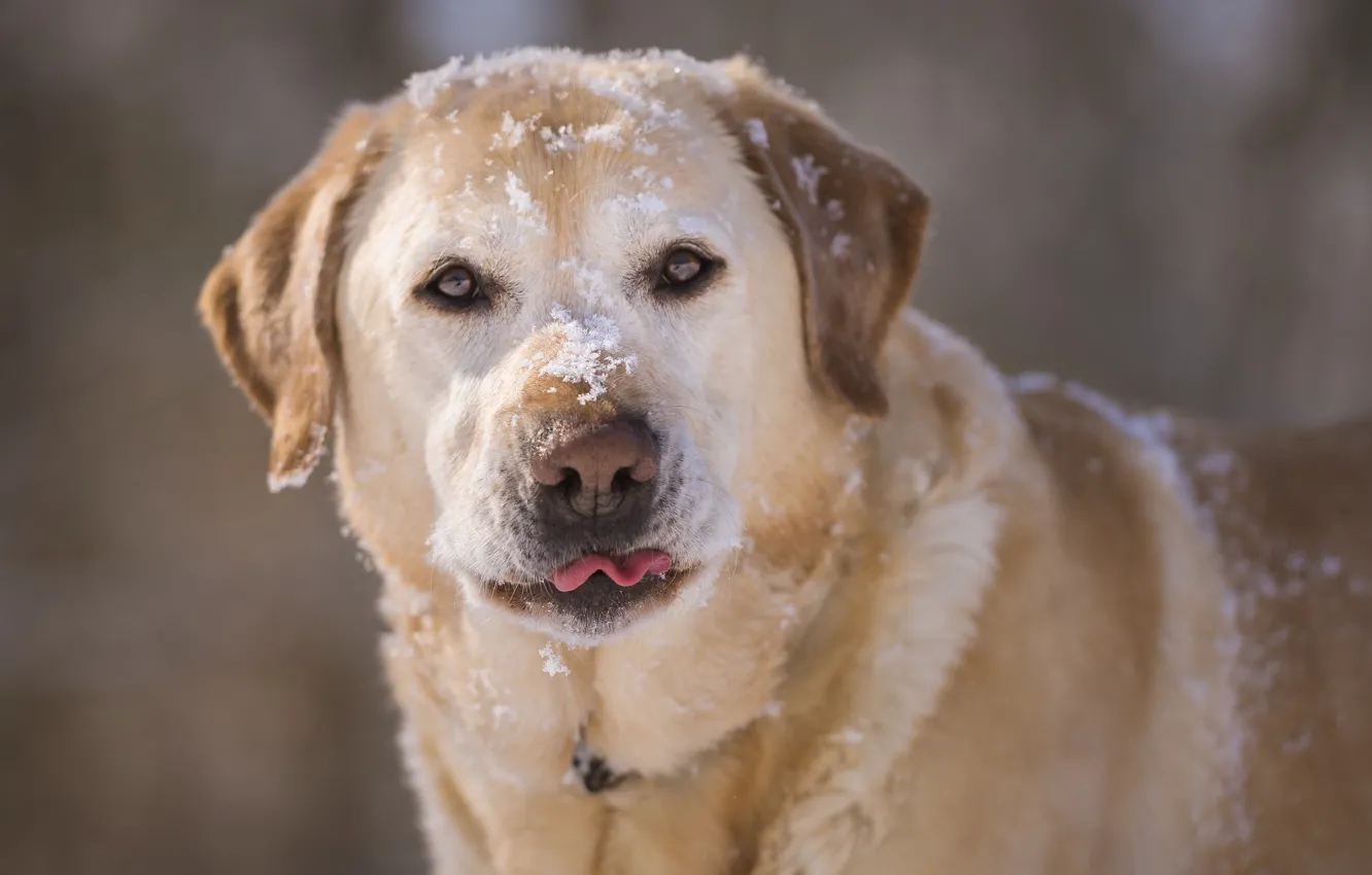 Photo wallpaper face, snow, dog, dog, Labrador Retriever