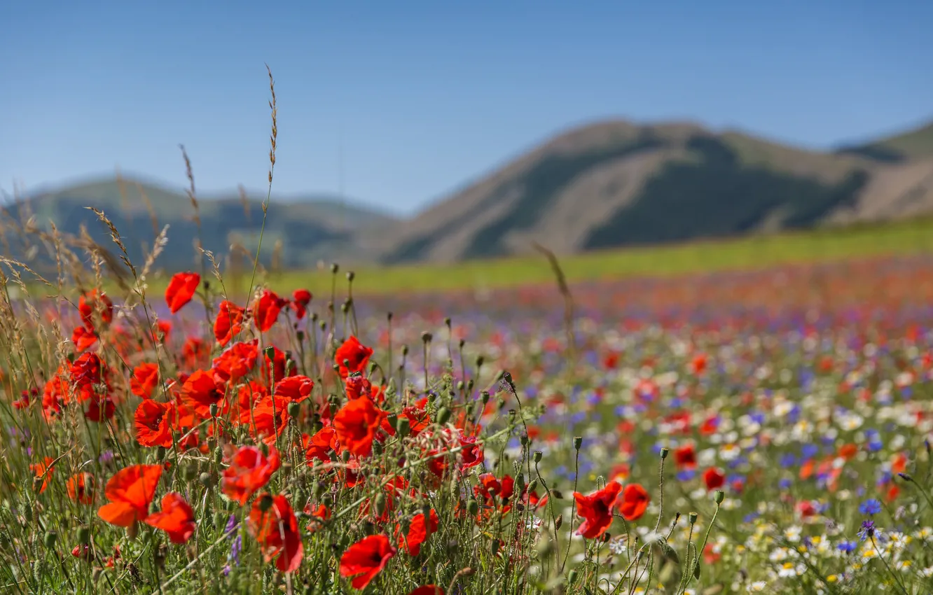 Photo wallpaper grass, flowers, mountains, Maki, valley