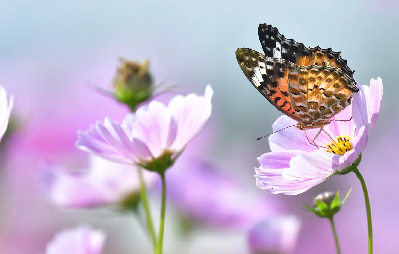 Photo wallpaper macro, flowers, butterfly, insect, pink, cosmos