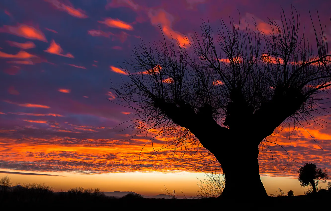 Photo wallpaper the sky, clouds, tree, the evening, silhouette, glow