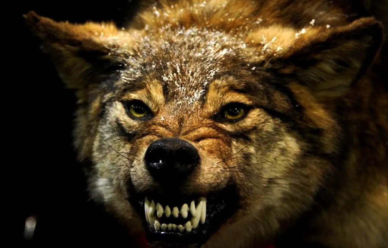 Photo wallpaper animals, angry, mammal, animal themes, one animal, red wolf wallpaper, red wolf