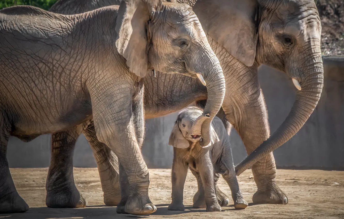 Photo wallpaper elephant, baby, family, mom, elephant