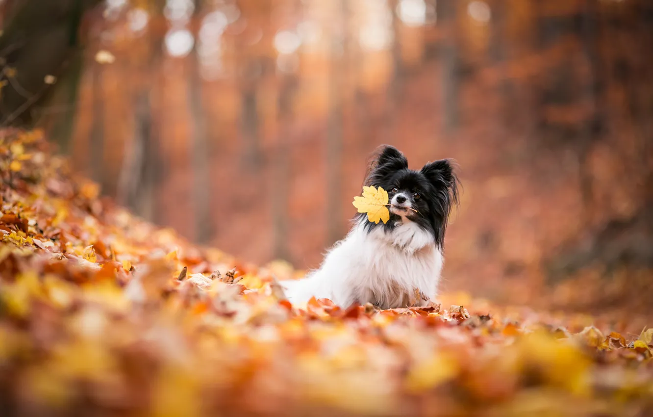 Photo wallpaper autumn, nature, foliage, leaf, dog, leaf, falling leaves, dog