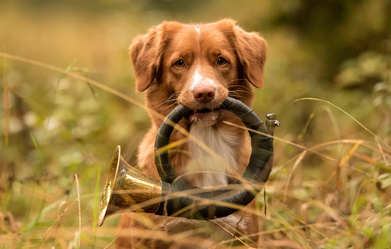 Photo wallpaper grass, look, nature, background, portrait, dog, pipe, horns