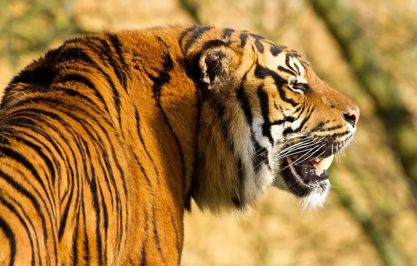 Photo wallpaper strips, tiger, predator, profile, Amur
