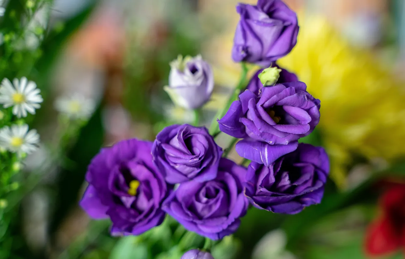Photo wallpaper flowers, bouquet, purple, lilac, bokeh, eustoma