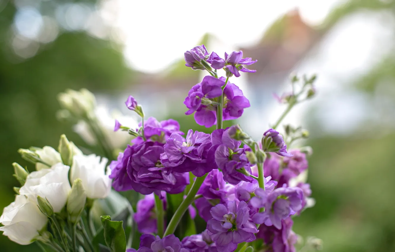 Photo wallpaper flowers, white, lilac, bokeh, eustoma, gillyflower