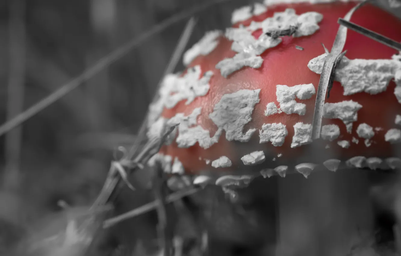 Photo wallpaper macro, mushroom, mushroom, Amanita muscaria