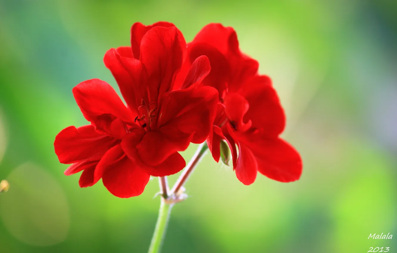 Photo wallpaper flower, macro, red, green, background, petals, stem