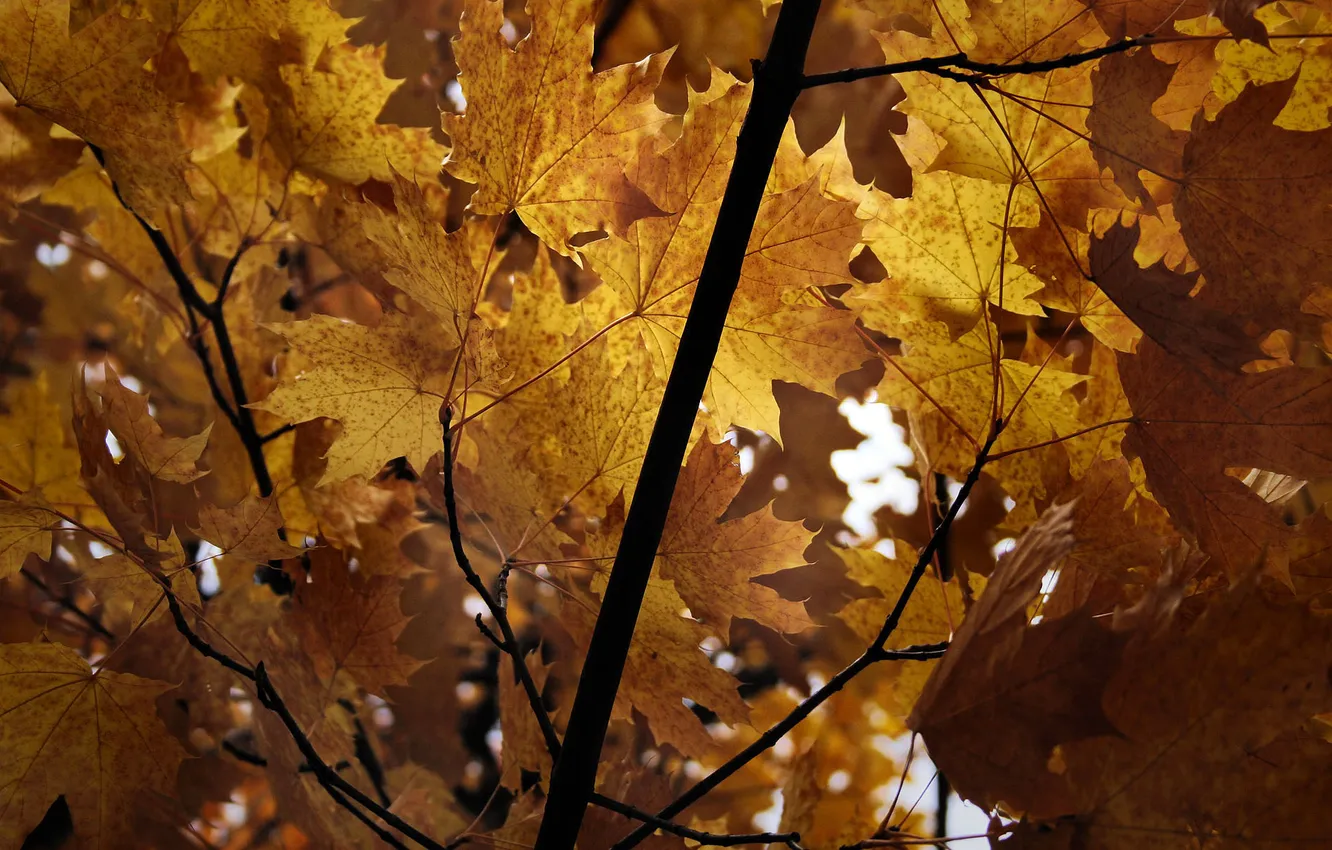 Photo wallpaper autumn, branches, foliage, maple