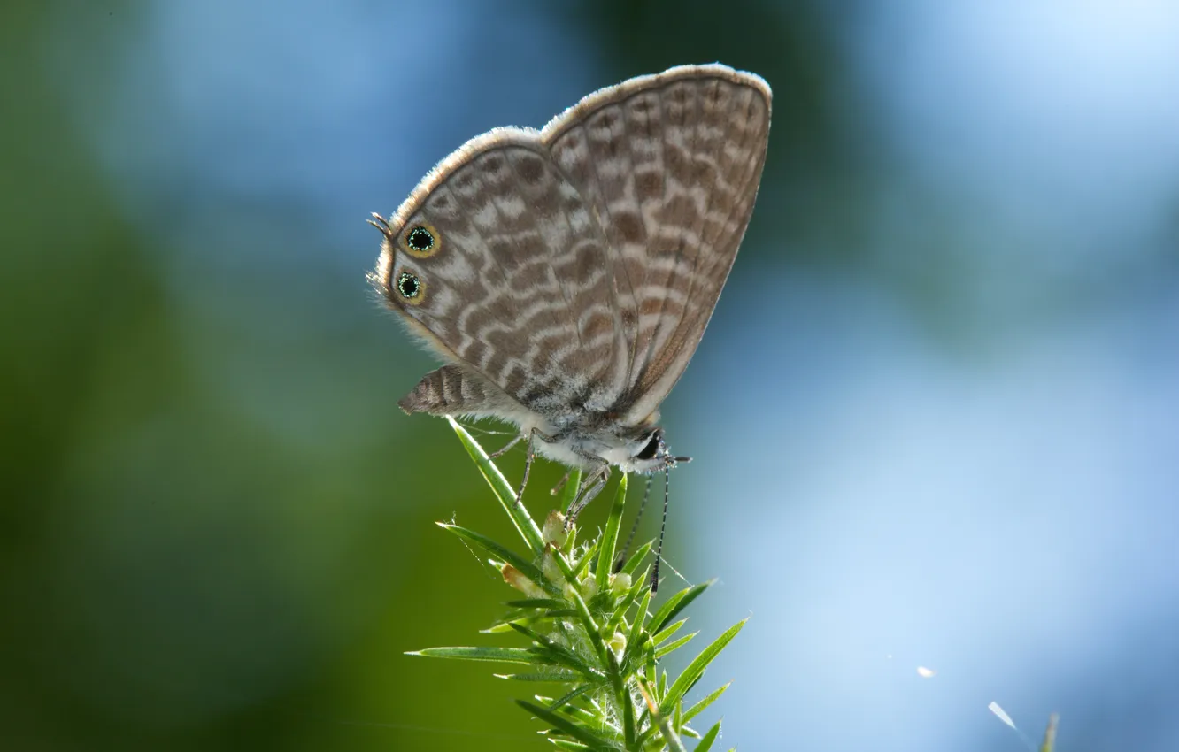 Photo wallpaper branches, butterfly, plant