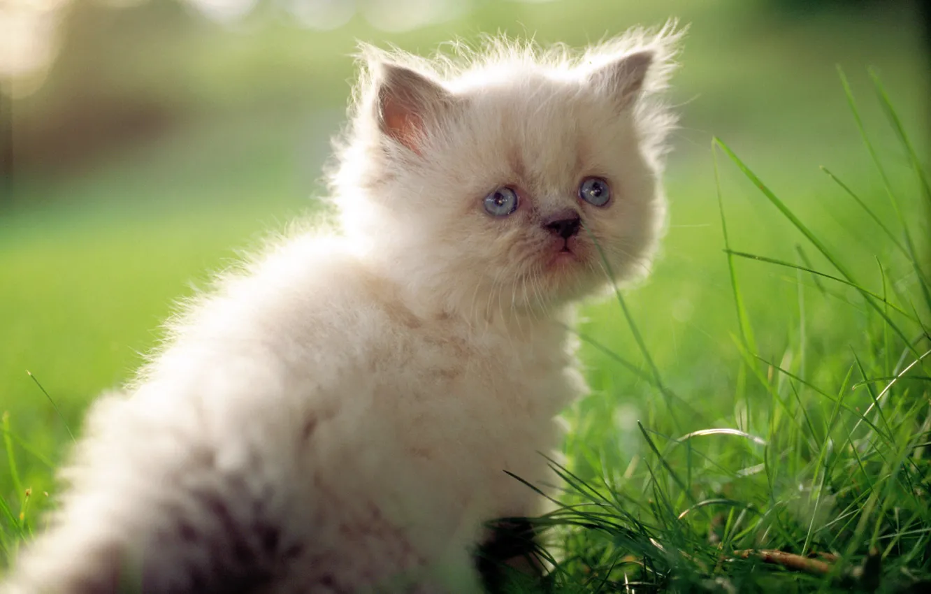 Photo wallpaper cat, white, grass, cat, macro, kitty, cute, cat