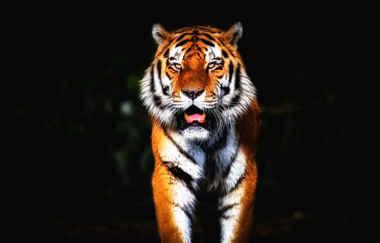 Photo wallpaper look, face, light, tiger, portrait, paws, walk, black background