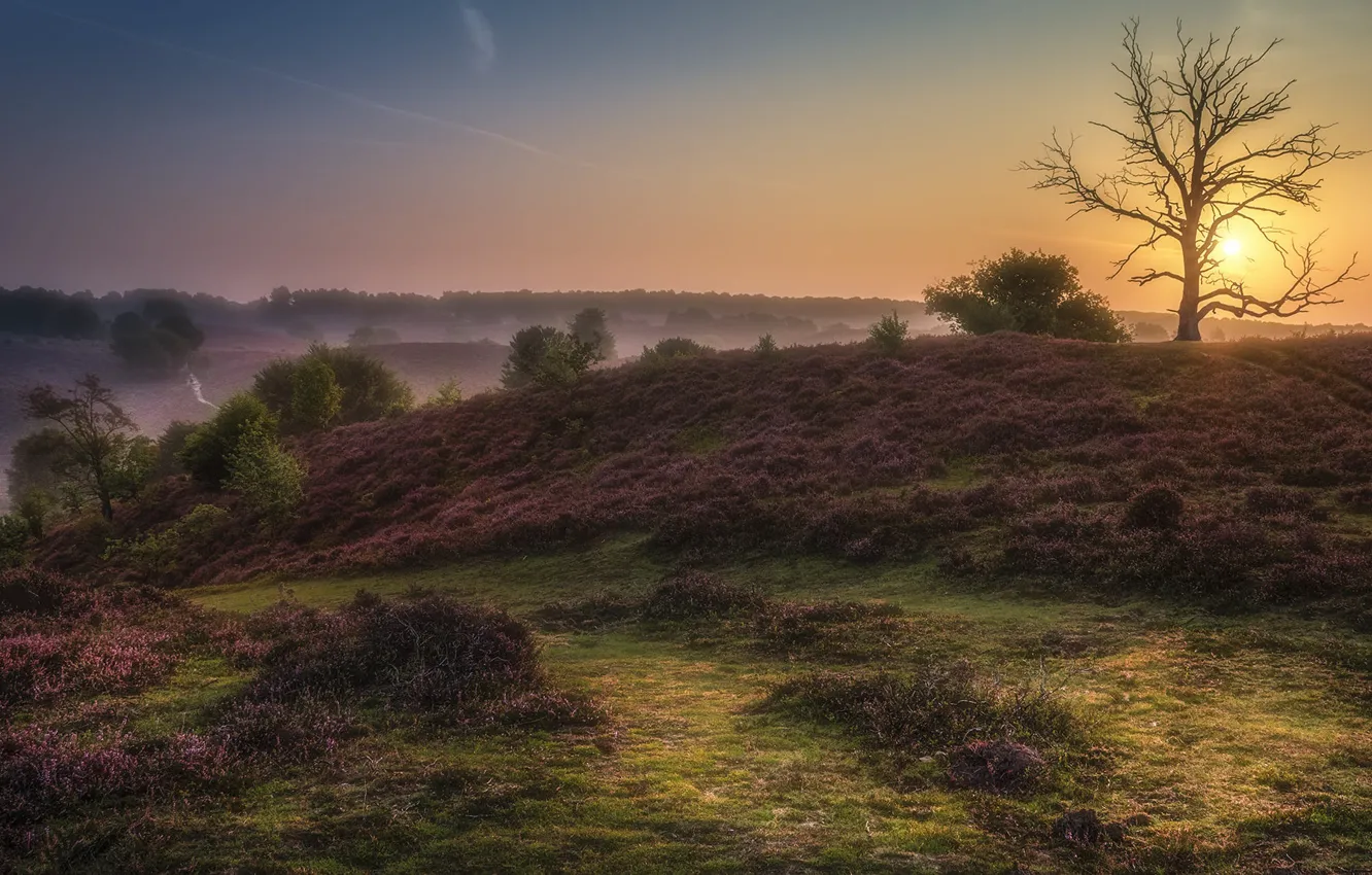 Photo wallpaper the sky, the sun, trees, sunset, flowers, fog, hills, glade