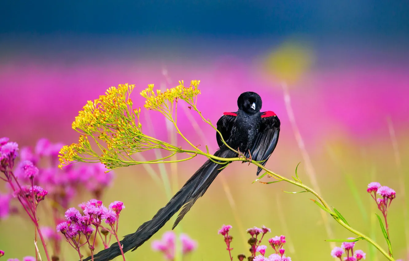 Photo wallpaper bird, tail, male, South Africa, Long-tailed velvet weaver