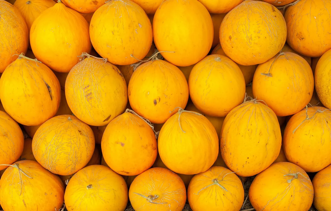 Photo wallpaper yellow, harvest, a lot, melon