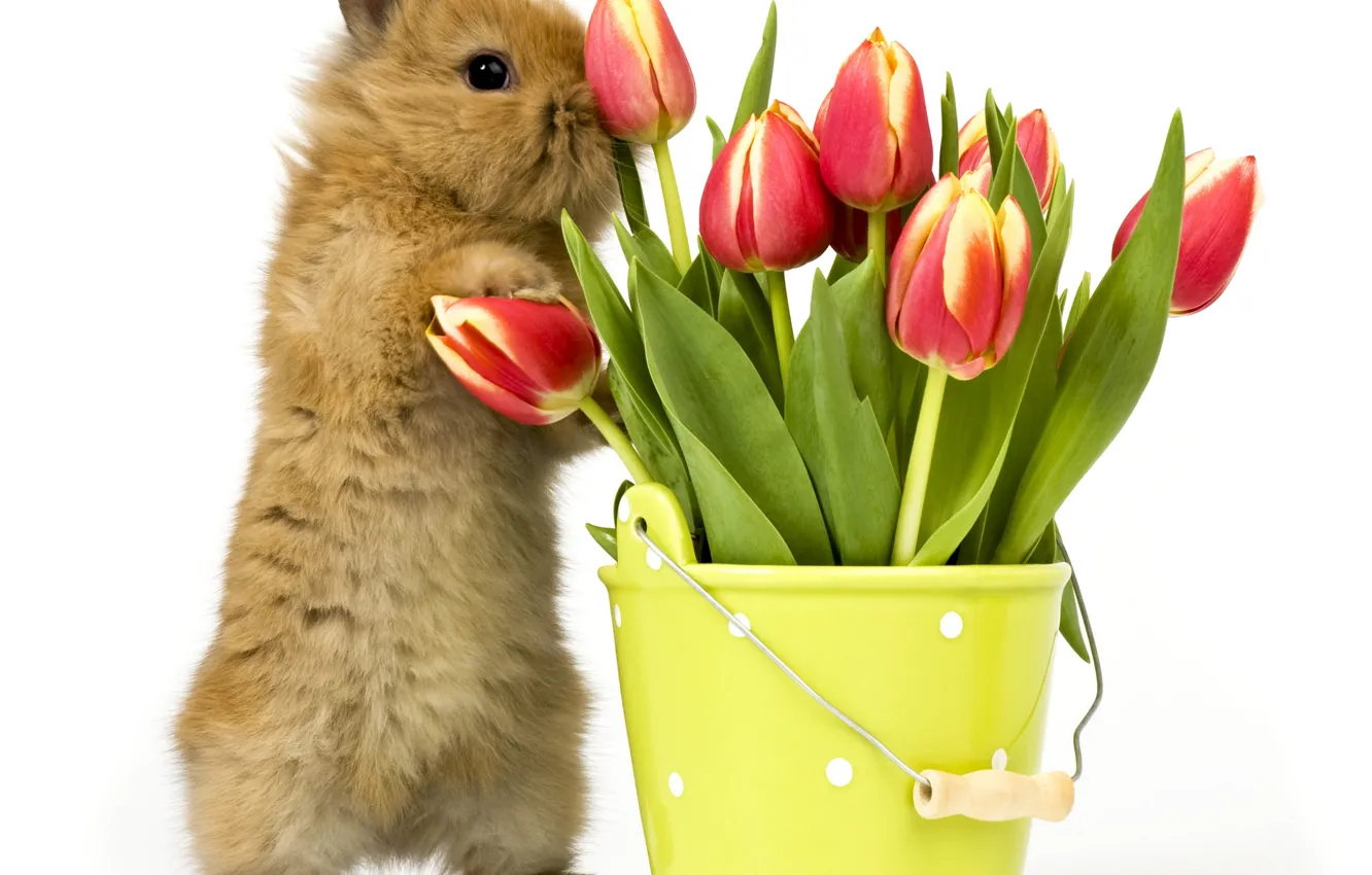Photo wallpaper flowers, background, bucket, tulips, Bunny