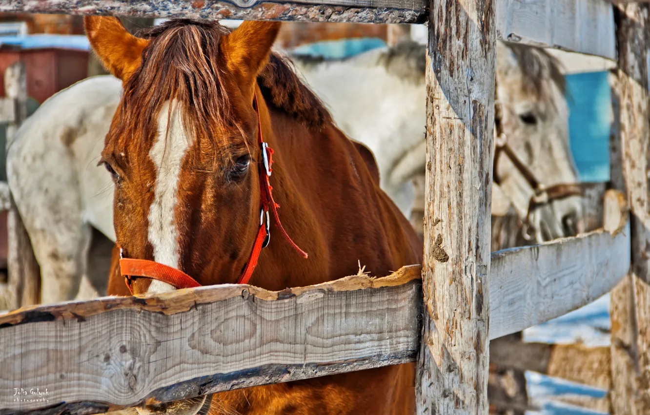 Photo wallpaper animals, the fence, horses, horse, white, red, stable
