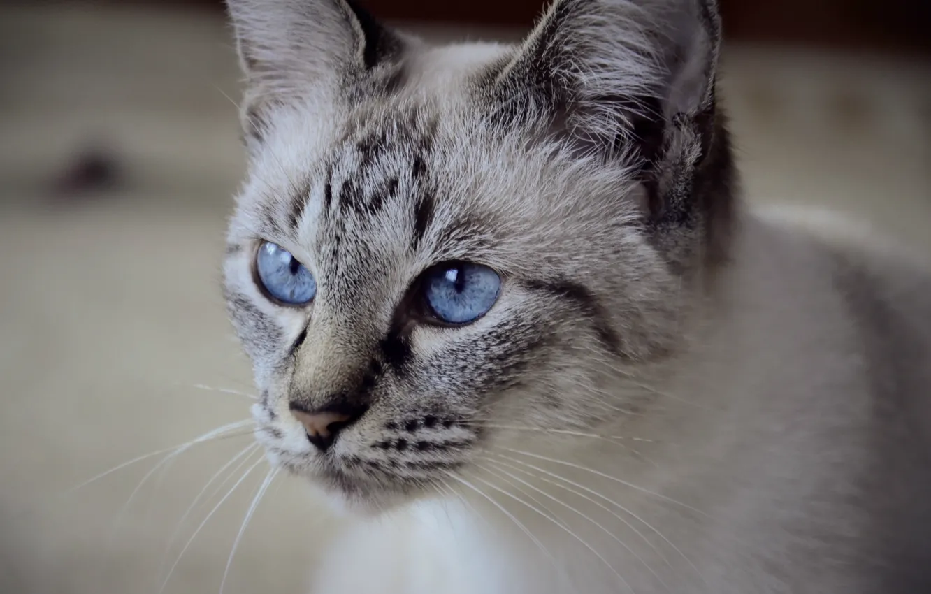 Photo wallpaper cat, Look, Cat, Cats, charm, blue-eyed