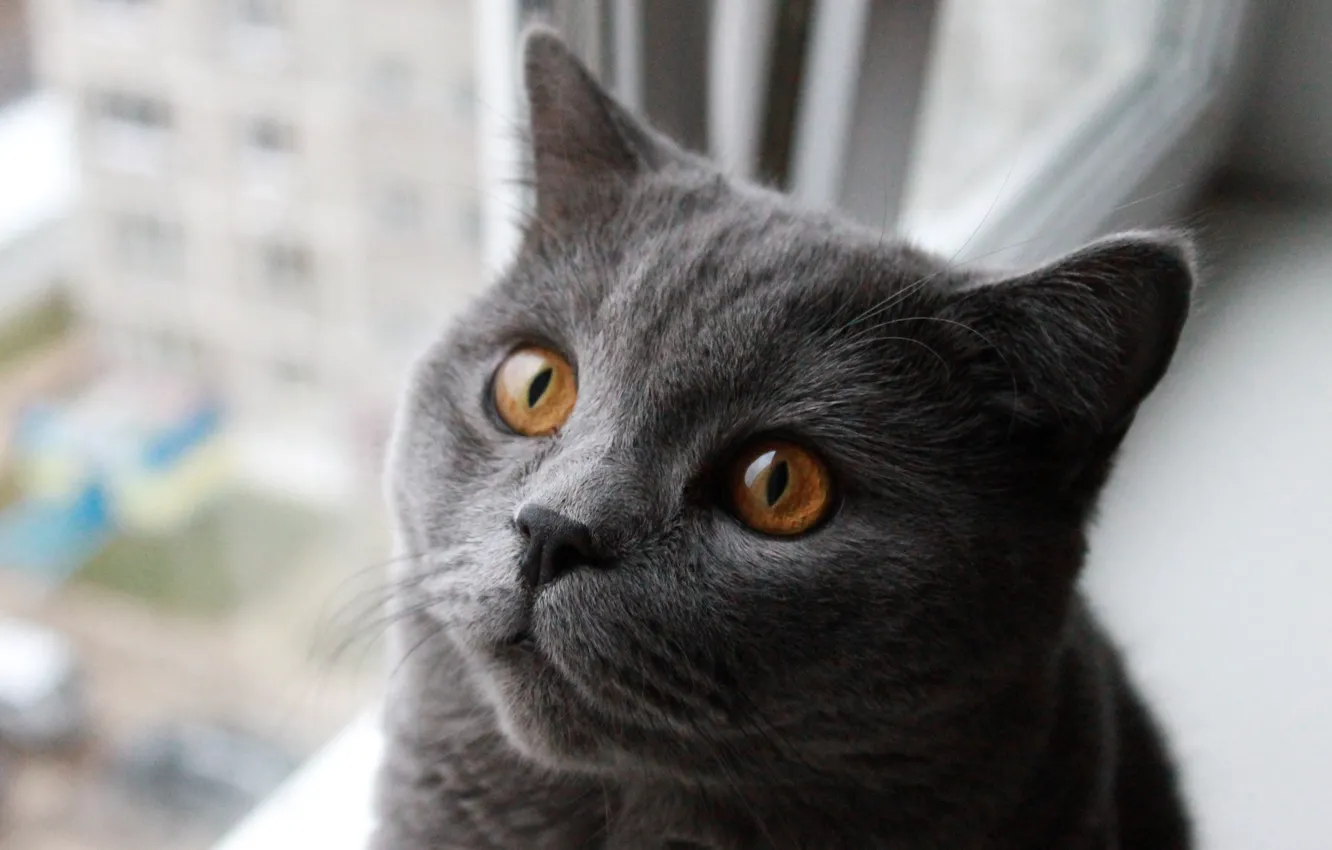 Photo wallpaper cat, window, sill