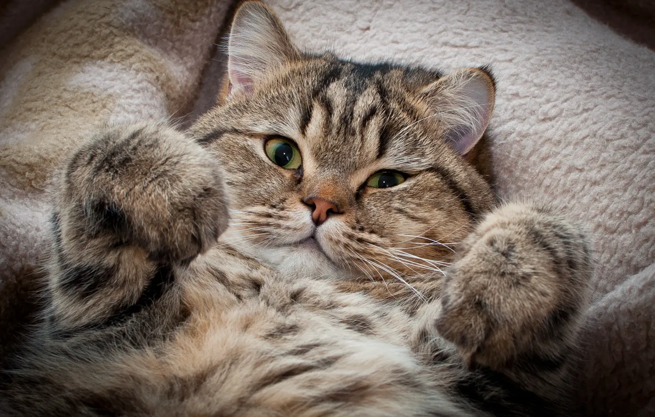 Photo wallpaper look, Kote, stems