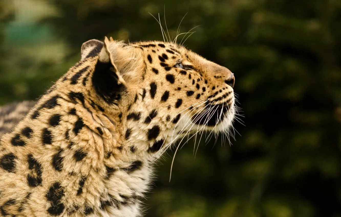 Photo wallpaper face, predator, leopard, profile, fur, wild cat