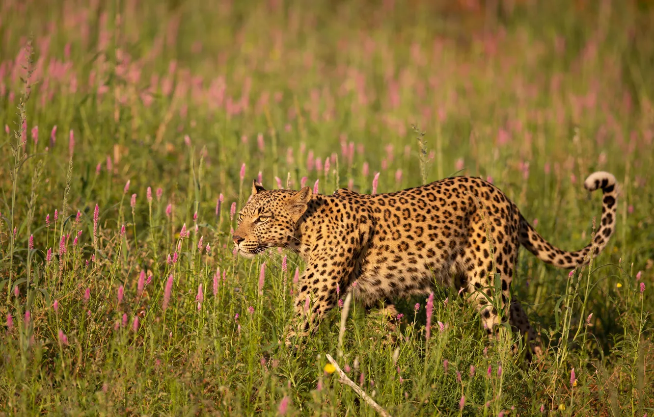 Photo wallpaper field, grass, flowers, leopard, walk