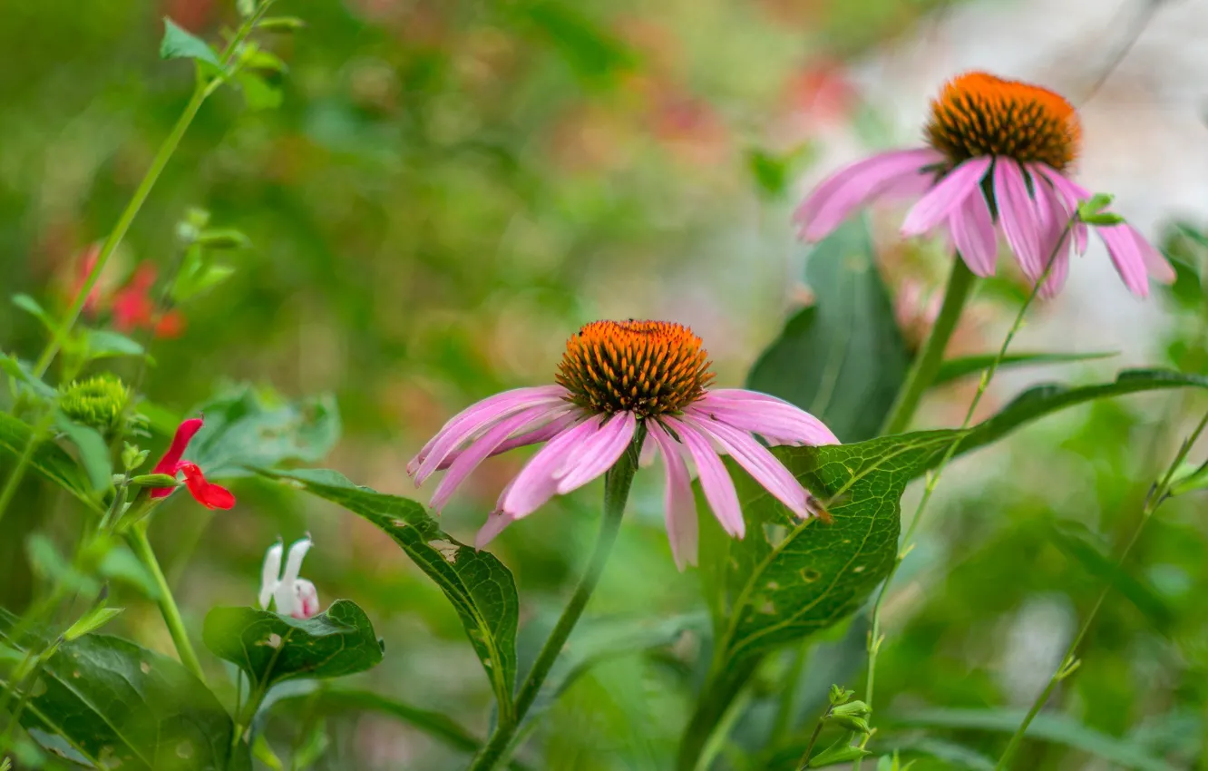Photo wallpaper summer, flowers, bokeh, rudbeckia