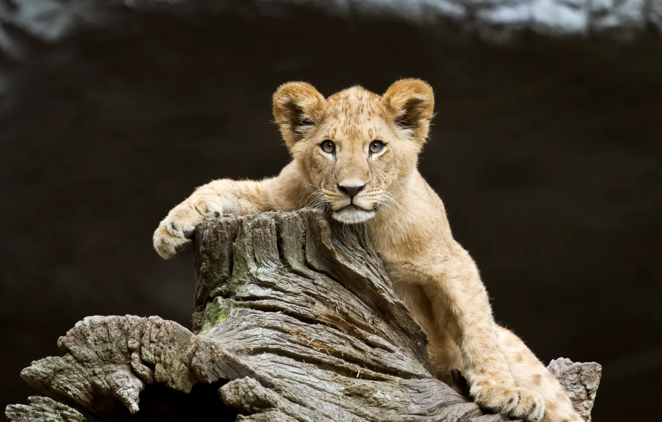 Photo wallpaper look, nature, Leo