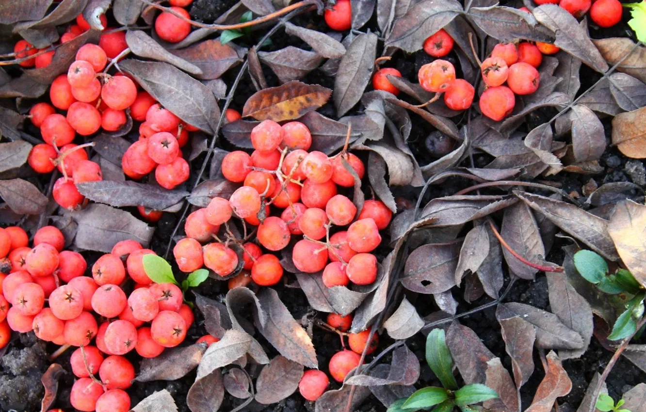 Photo wallpaper leaves, frost, Rowan